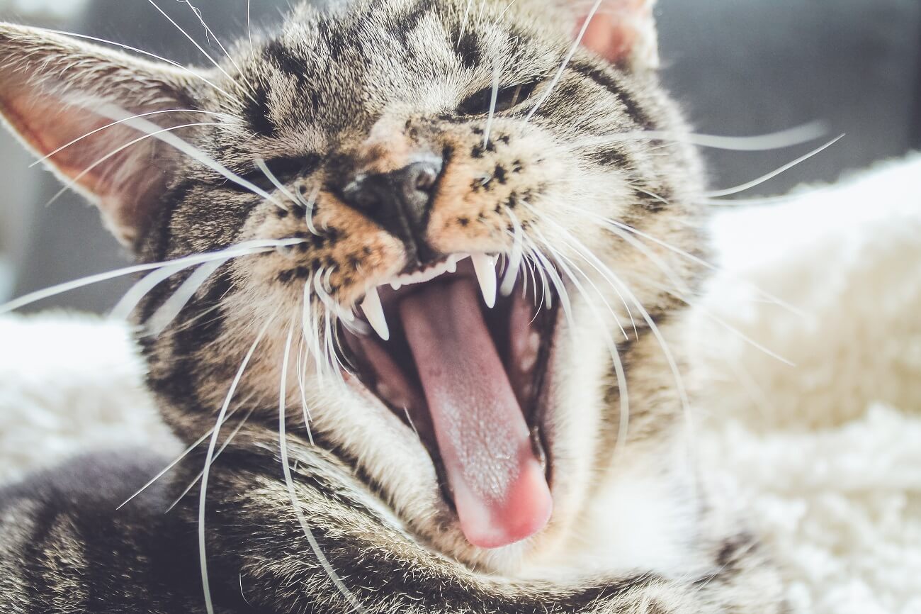 a sneezing cat