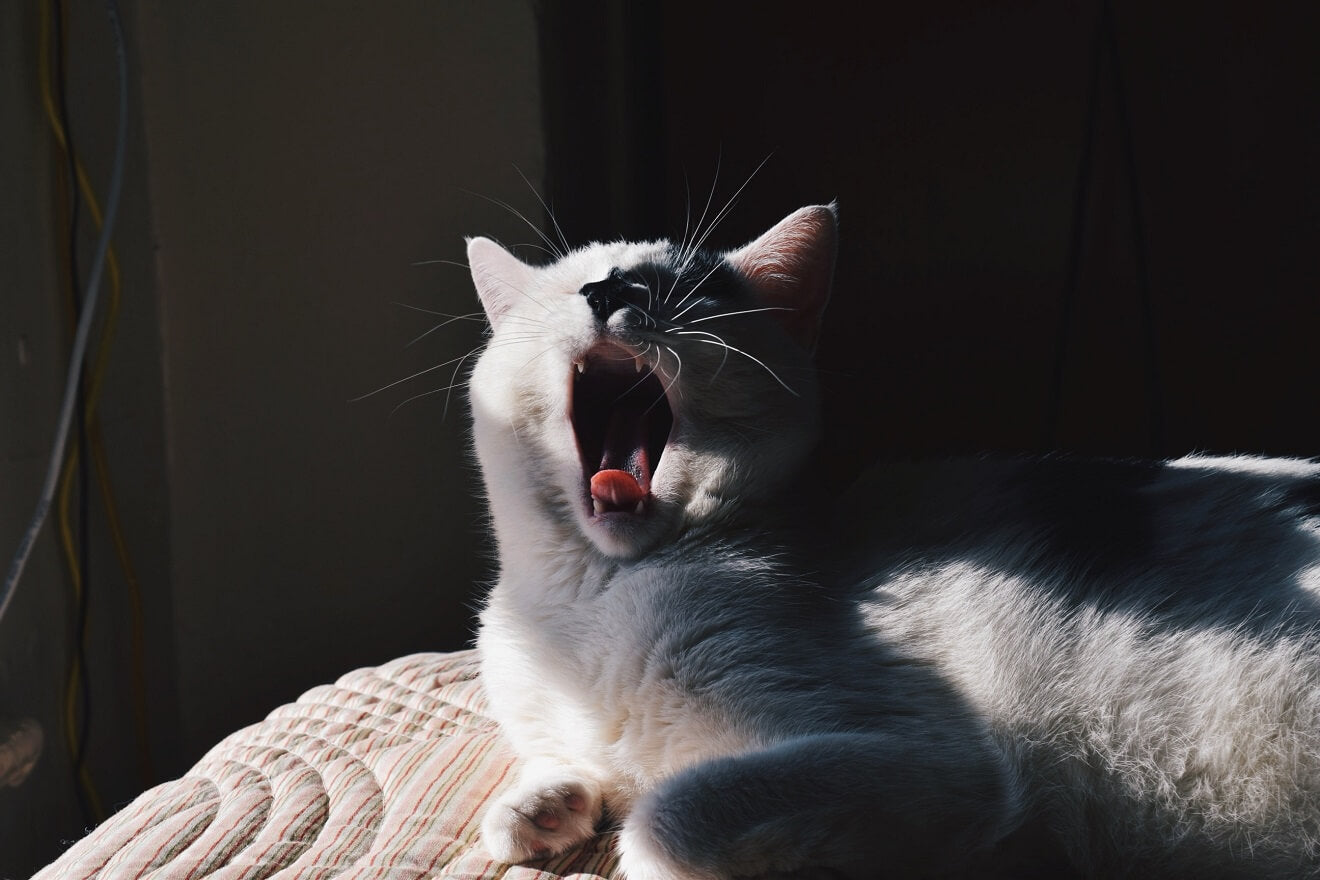 a sneezing cat