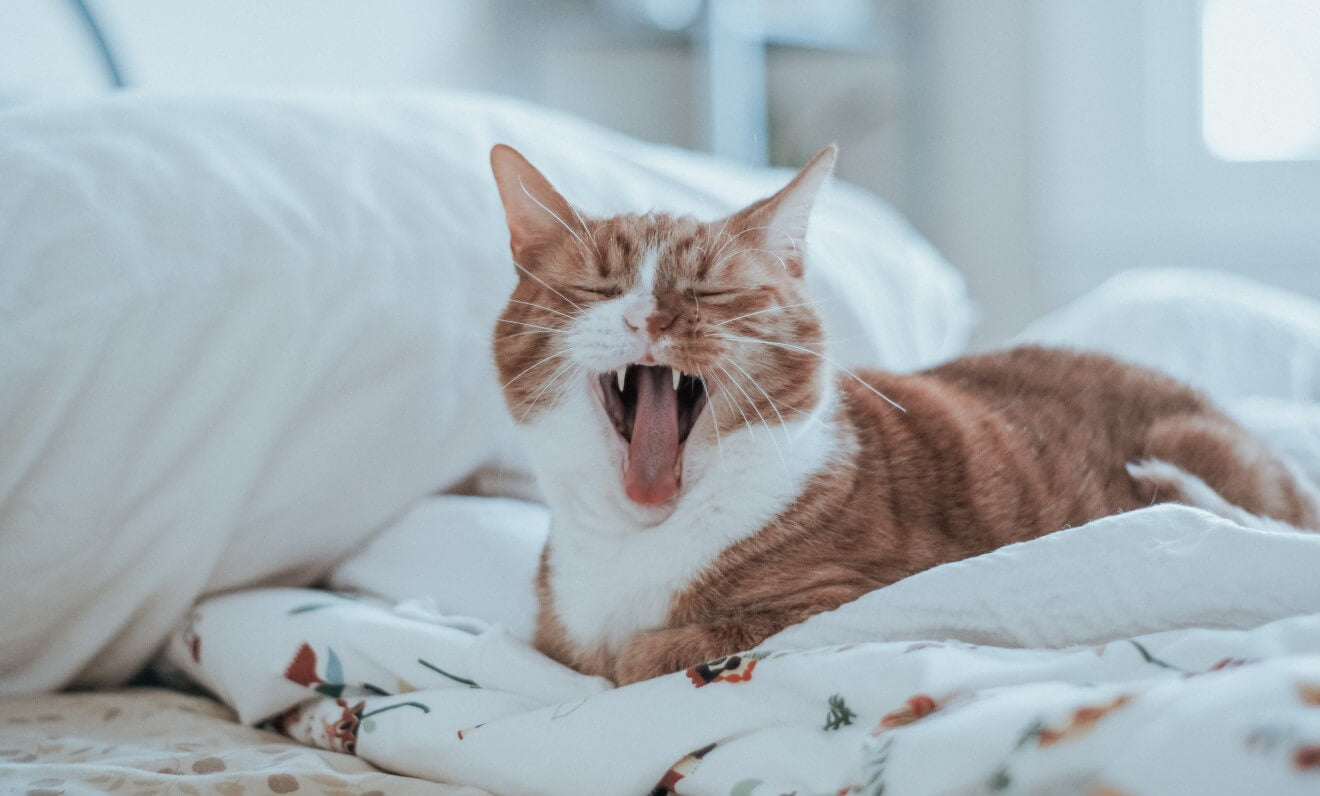 a sneezing cat