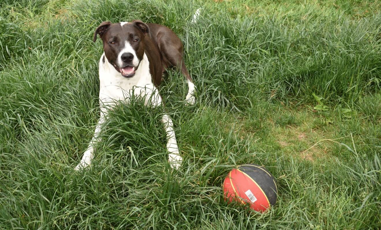 a dog playing on grass
