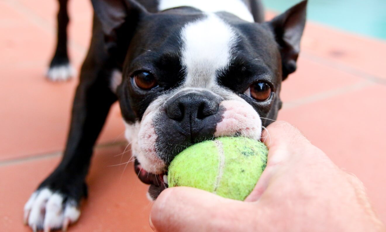 a dog chewing a ball