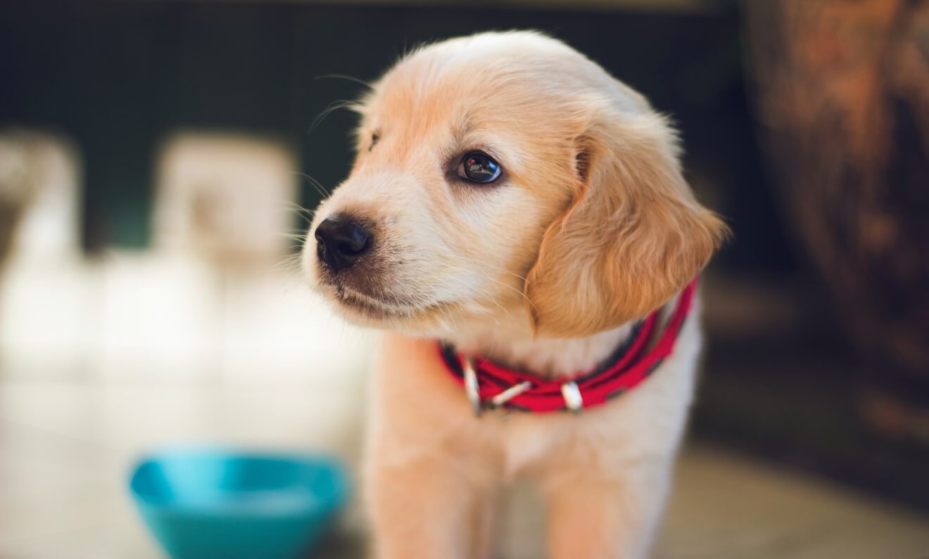 a puppy golden retriever