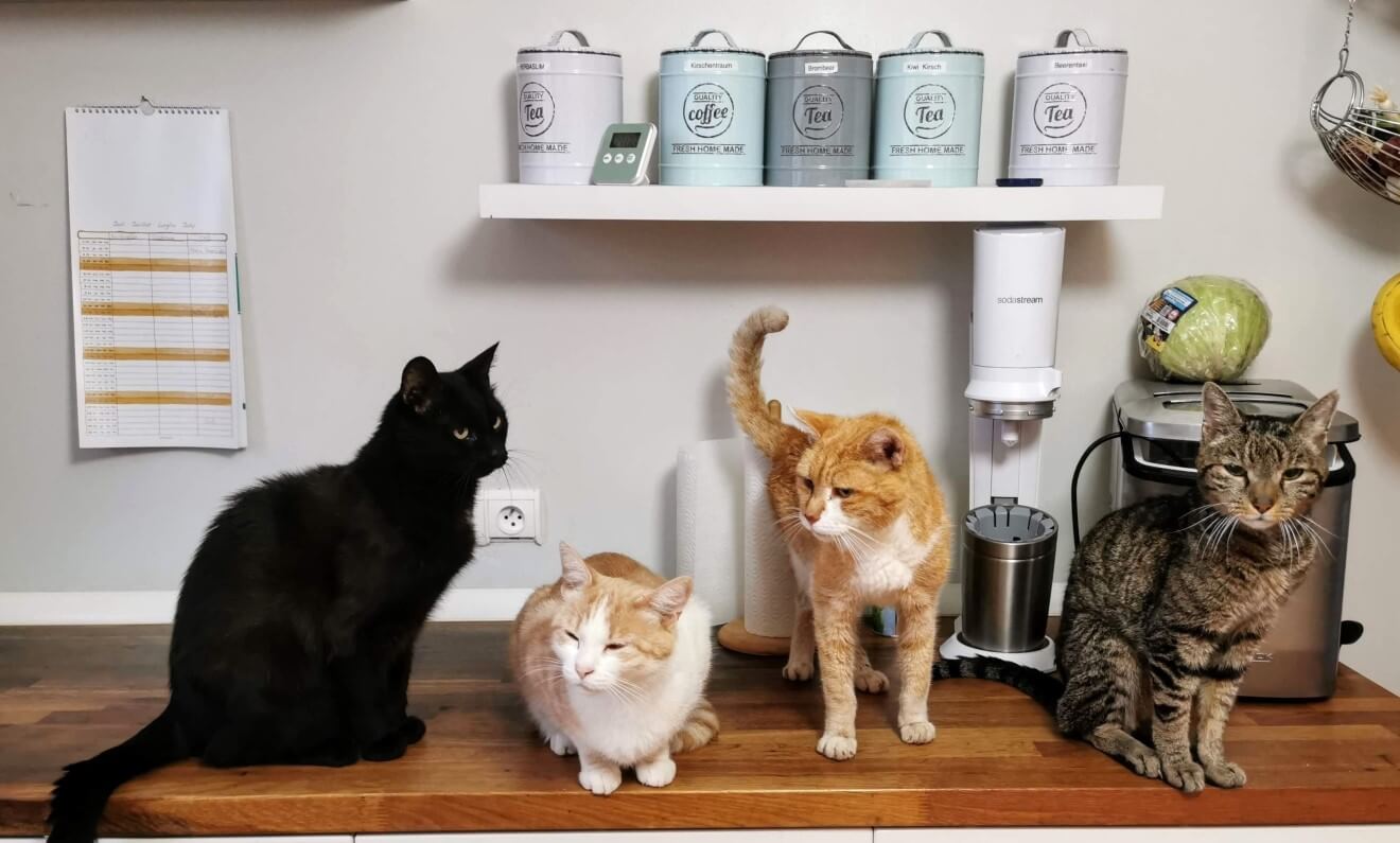 four cats on a table