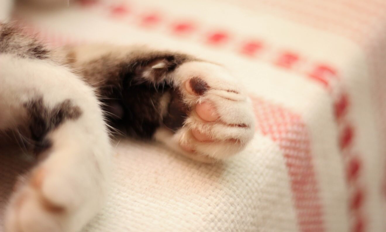 a cat paw