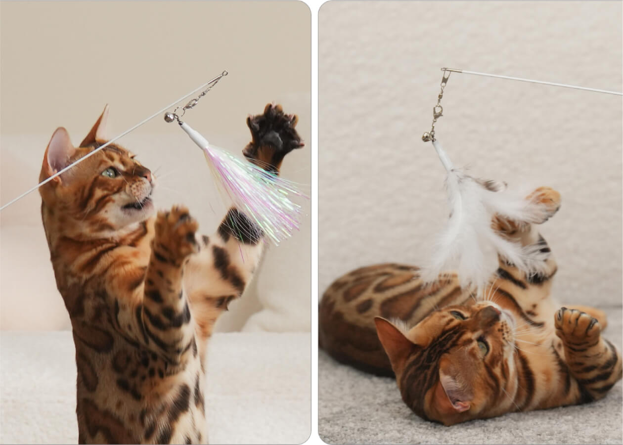Pawaii [Outlet] Cat Toys, Cat Wand Toys with Magic Light 2-in-1 for Indoor  Cats, 47.2-inch All-Around Fishing Distance, Cat Fishing Pole Toy with Cat
