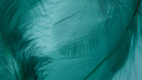 Teal feather