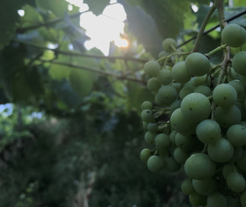 Makroaufnahme grüne Traubenbeeren unterschiedlicher Grösse mit Blättern der Rebe im Hintergrund und durchscheinender Sonne