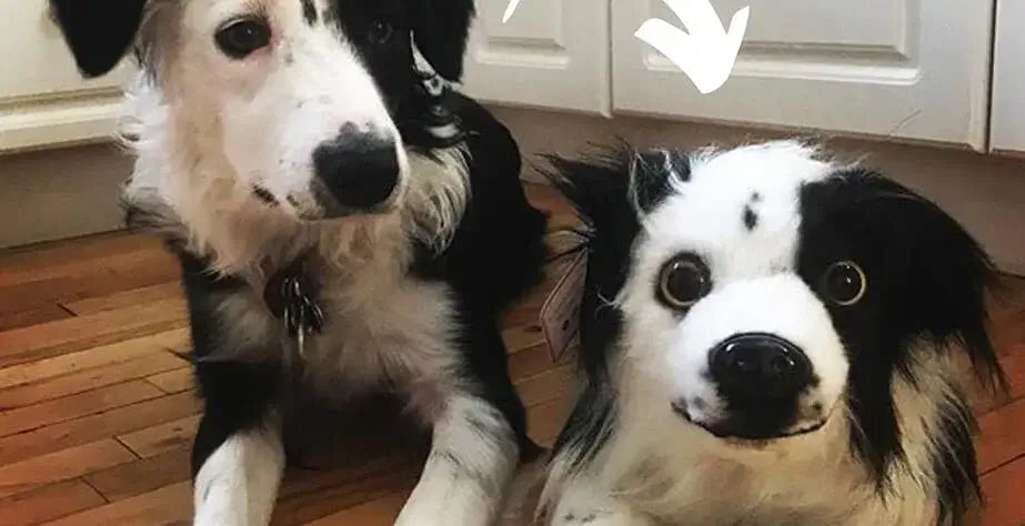 A Custom Stuffed Dog Is a Wonderful Way to Remember Pet- Border Collie and his stuffed toy dog