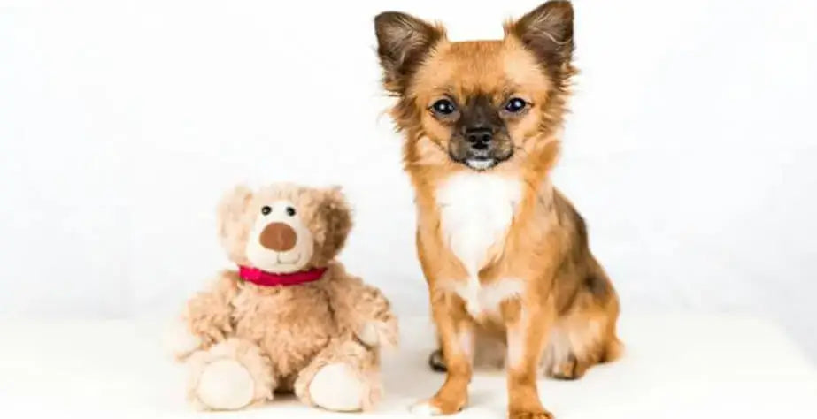 What Are the Benefits of Plush Toys for Dogs- Puppies and stuffed animals