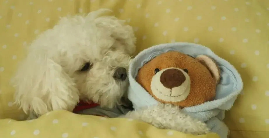 What Are the Benefits of Plush Toys for Dogs- Puppy sleeping with stuffed bear
