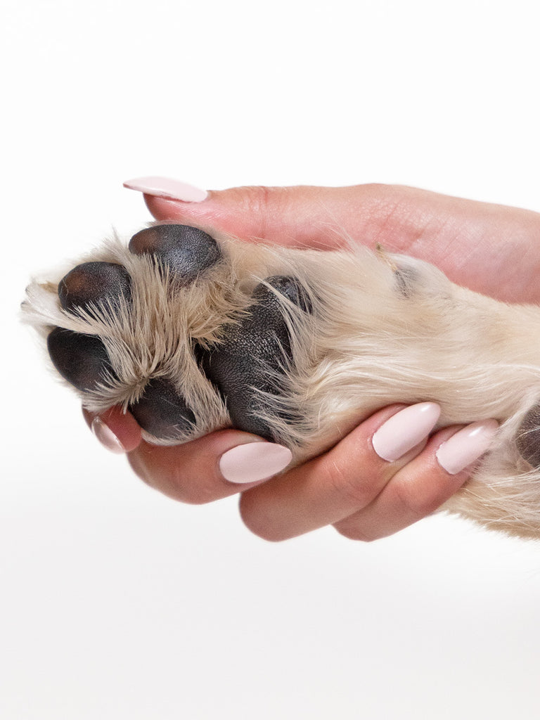 why do dogs paw pads turn black