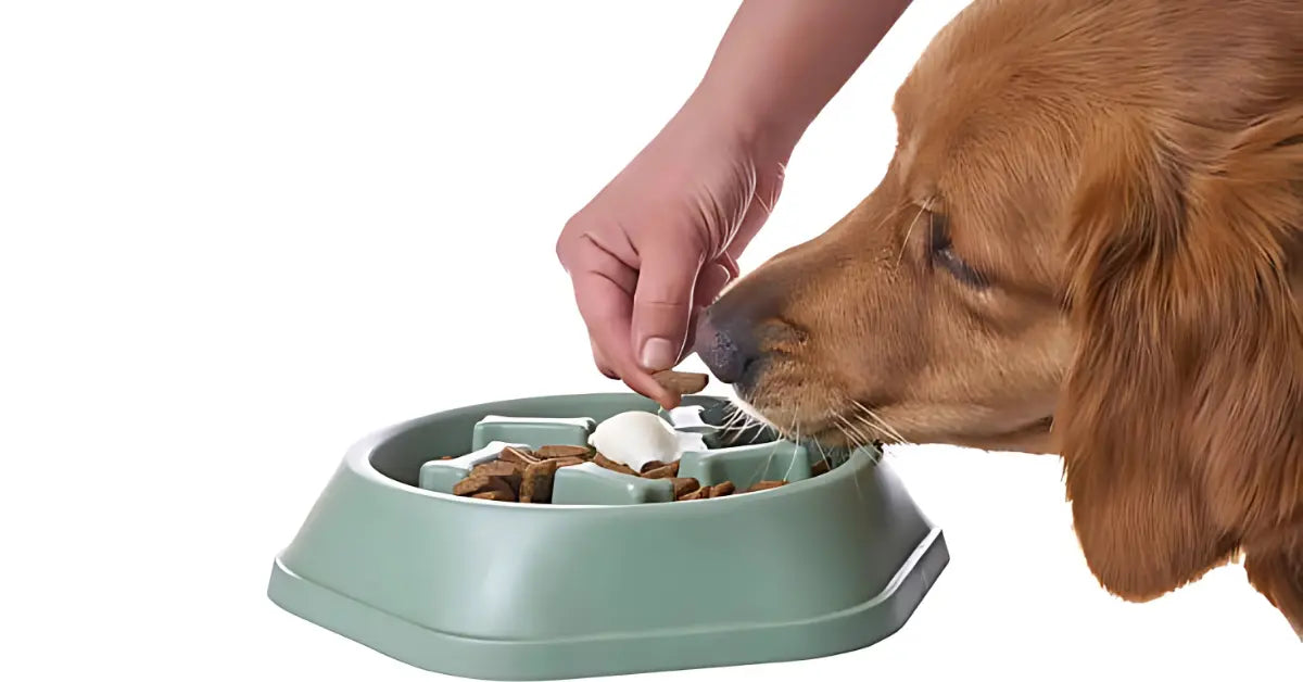 Dog sniffing to choose between wet vs dry food