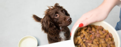 Dog eating wet food