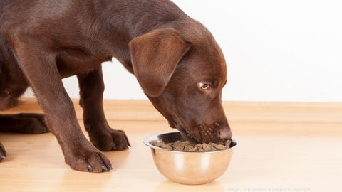 Dog eating dry food from bowl
