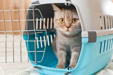 ic:The cage/carrier your pet is travelling in must meet the IATA requirements
