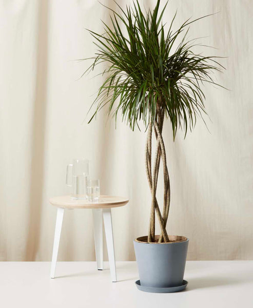 Décoration intérieure avec des plantes en pot artificielles | Jungle Design