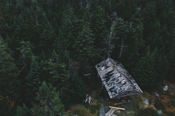 Old Growth Forest