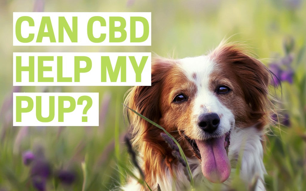 a brown and white dog looks at the camera while in a field of flowers. The question, "Can CBD Help My Pup?" is written on the image