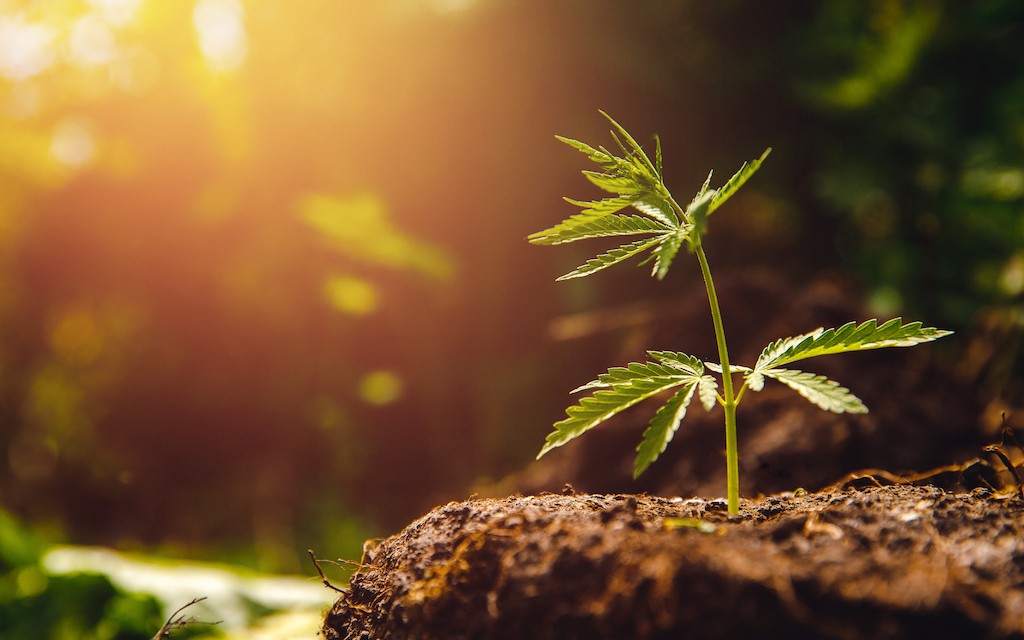 A close-up of a young hemp plant growing out of the soil