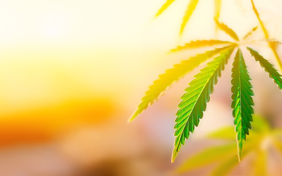 A hemp plant in front of a sunny background