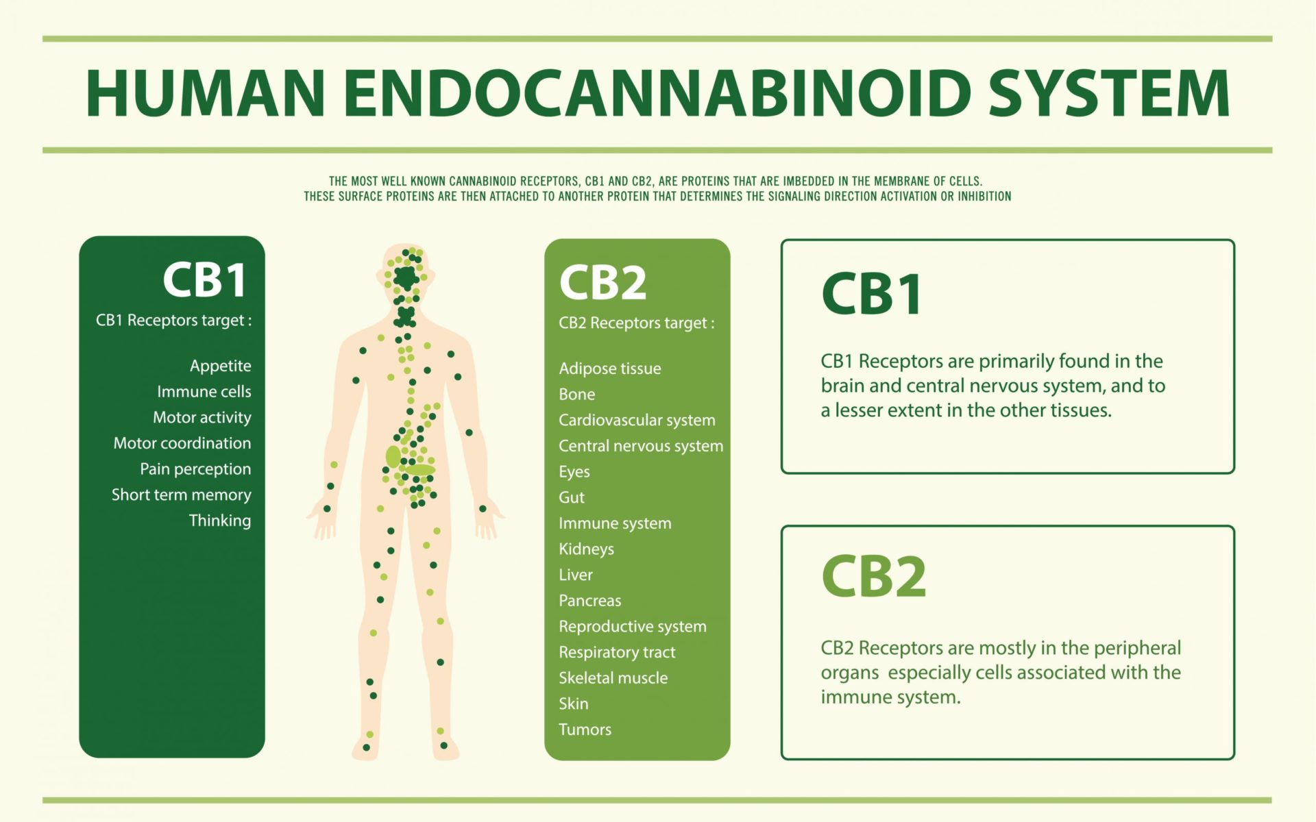 An infographic of the human endocannabinoid system