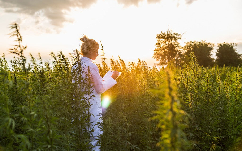 A scientist stands in a sunny field of hemp