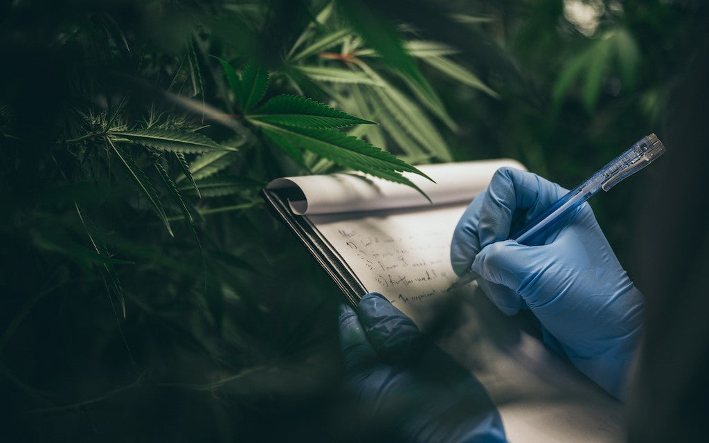 Someone wearing latex gloves holds a notepad right up to lush hemp plants and takes notes