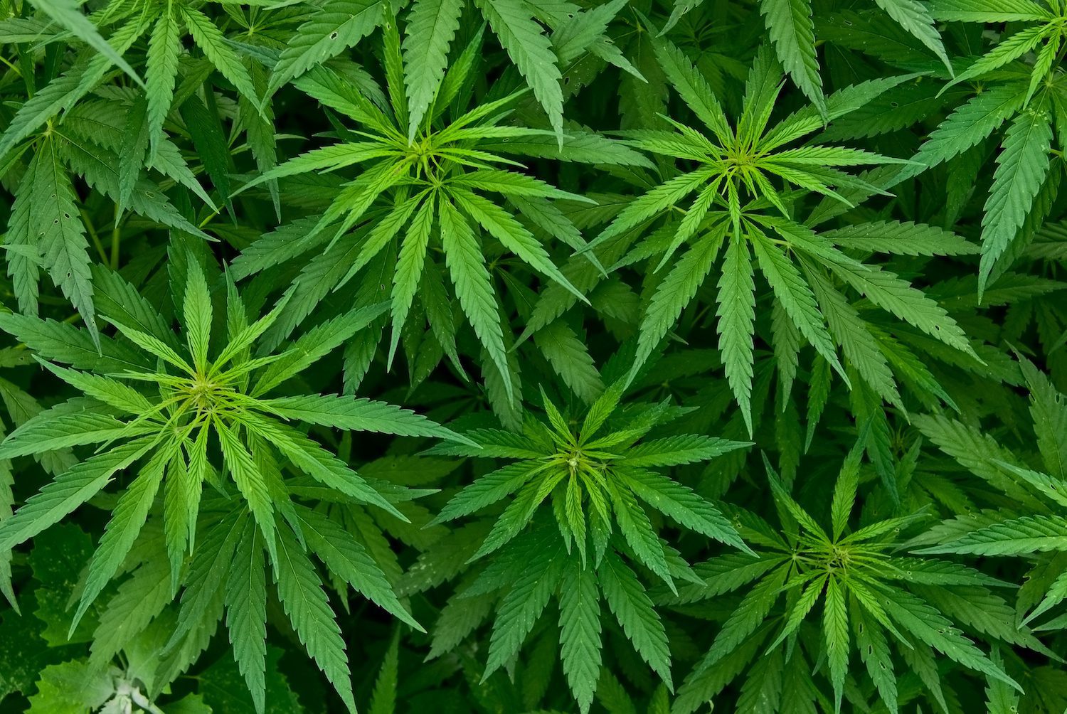 lush hemp plants with overlapping, vivid green leaves