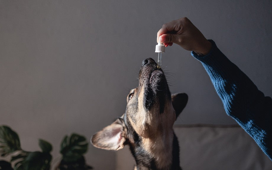 A large dog lifts their head up to receive a few drops of CBD oil from a dropper
