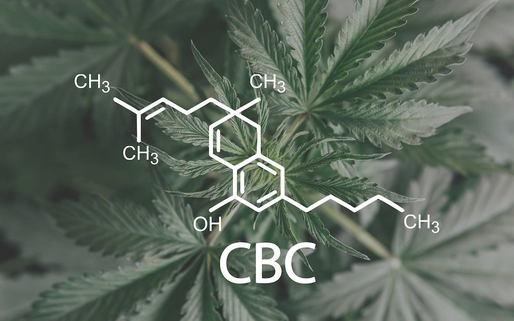 CBC vs CBD: What’s the Difference? – FABCBD