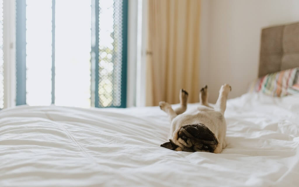 A roly-poly pug lies on a hotel bed on their back with their legs sticking up 