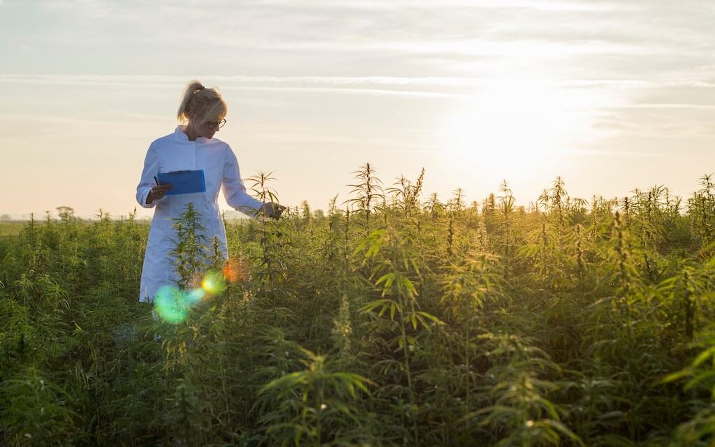 A woman in a white lab coat walks through a field of hemp and inspects the plants