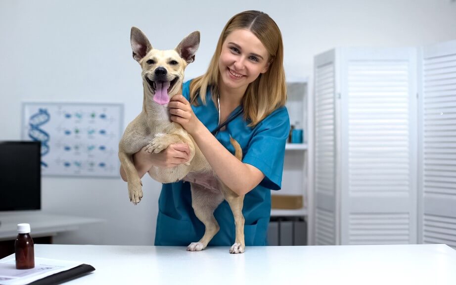 A happy pup stands on the examination table while being held gently by the veterinarian
