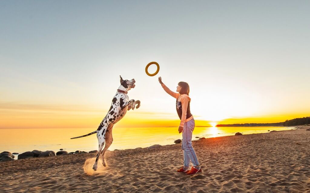 A woman and a great dane play on a beach at sunset with a tossing ring