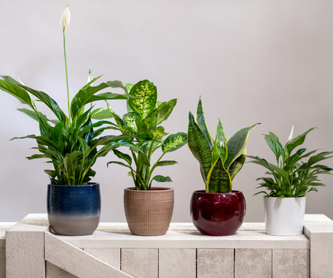 Alt text: A diverse collection of indoor plants, featuring various species and sizes. The lush greenery includes potted plants with broad leaves, trailing vines, and succulents, creating a vibrant and inviting indoor garden. These plants add natural beauty and a touch of tranquility to interior spaces.