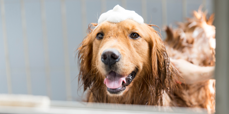 benefits-of-dog-bath