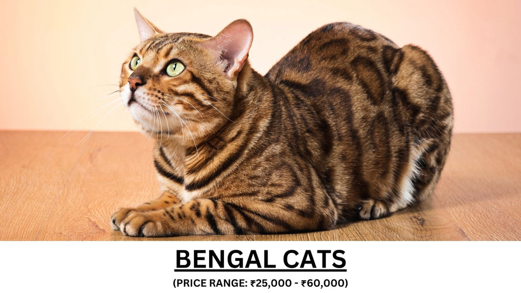 Bengal Cats