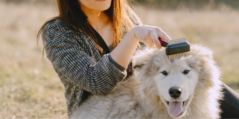 dog-brushing