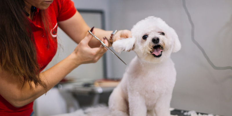 dog-grooming-care