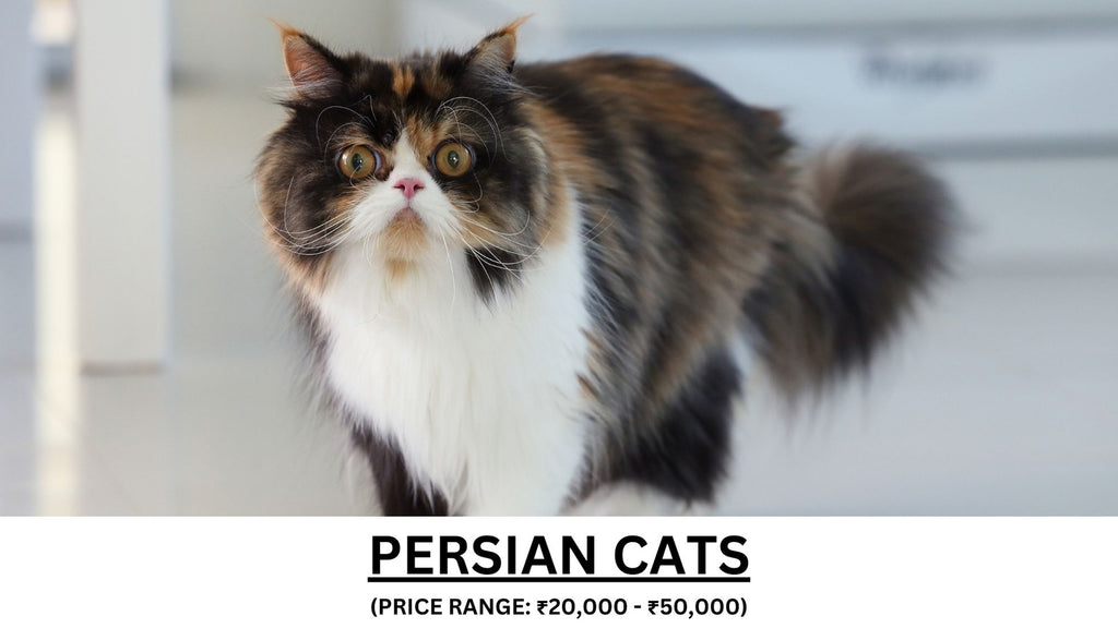 Persian Cats