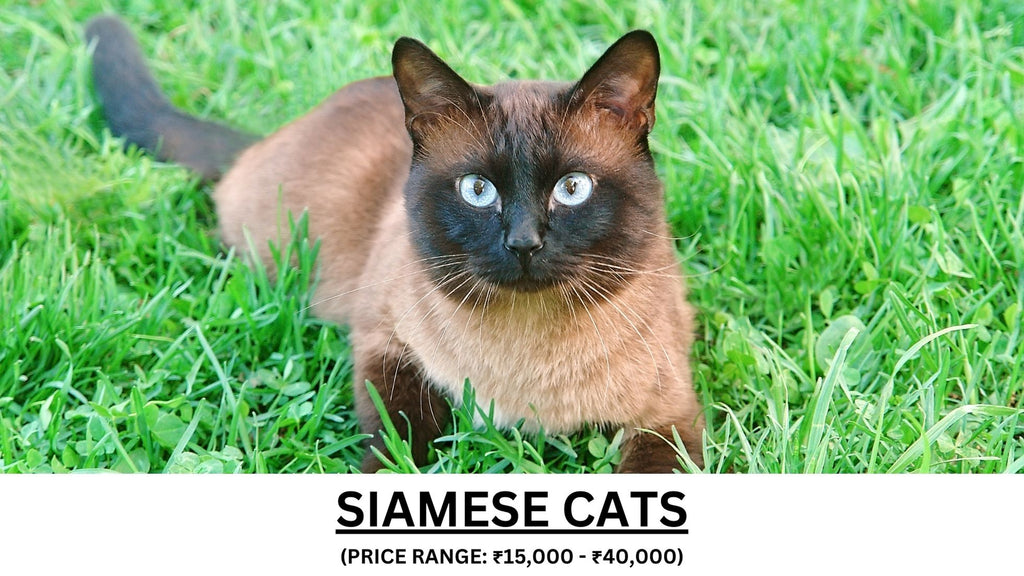 Siamese Cats