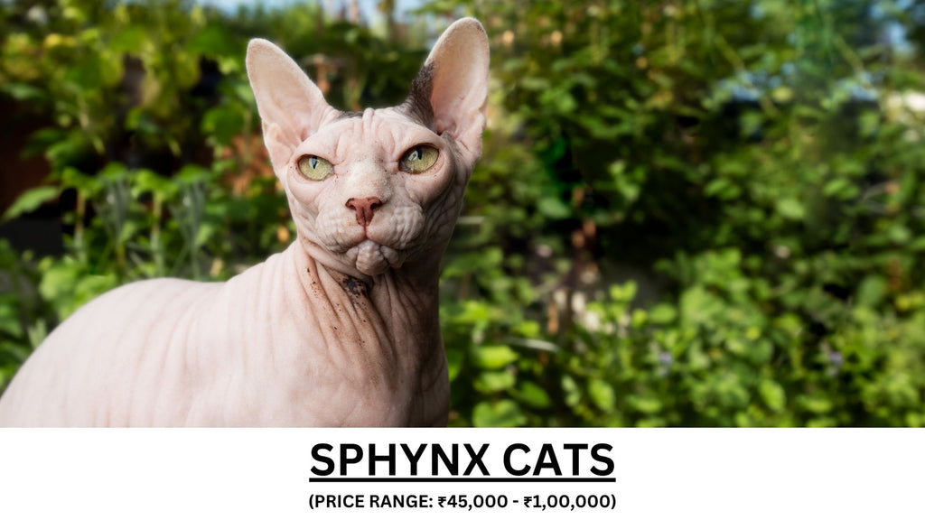 Sphynx Cats