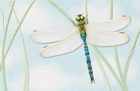 dragonfly-card.jpeg__PID:fbffcb70-d42e-4dfd-8ea8-412076979be7