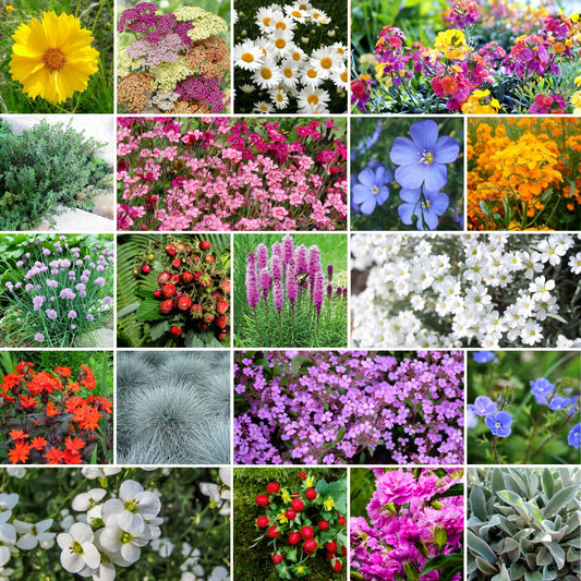 85,000 Wildflower Seeds, 35 Varietiey Wild Flowers Bulk Flower Seeds, Mix  of Annual and Perennial Bulk Packet Seeds for Planting, Perennial Wild