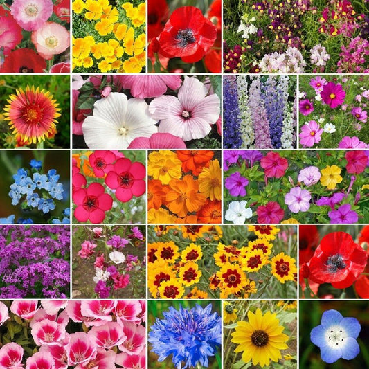 85,000 Wildflower Seeds, 35 Varietiey Wild Flowers Bulk Flower Seeds, Mix  of Annual and Perennial Bulk Packet Seeds for Planting, Perennial Wild