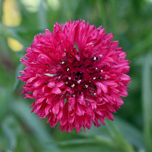 Large Hot Pink Flower Button — CaljavaOnline