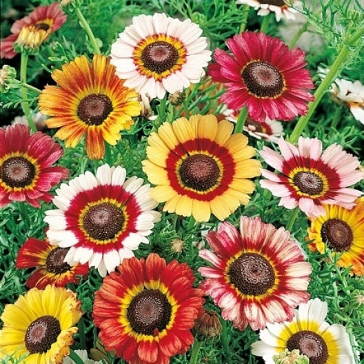 Daisies - Bulk – Flowers For Fundraising