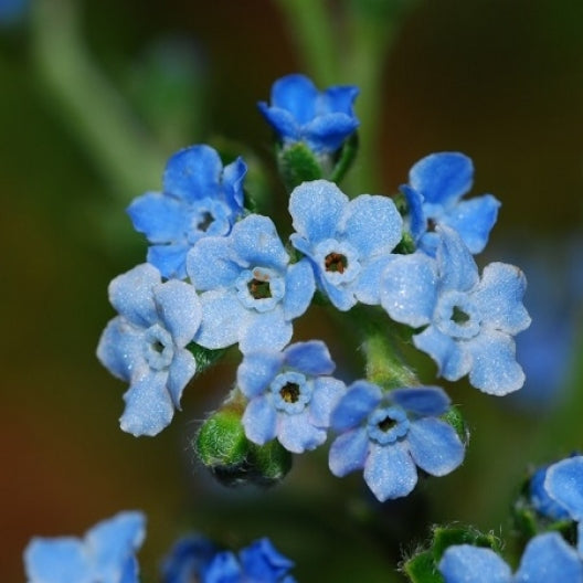 Forget-Me-Not Seeds Forget-Me-Not (1/4 oz)