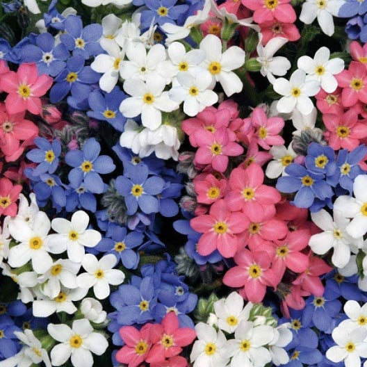 Forget Me Not Seeds - BLUE INDIGO RED - Rare Patio Garden Perennial * 25+  Seeds