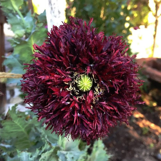 Graines de Papaver somniferum 'Double mix' - Pavot somnifère